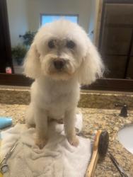 Lost Male Dog last seen Near Havenbrook road Edmond ok eeuu, Edmond, OK 73012