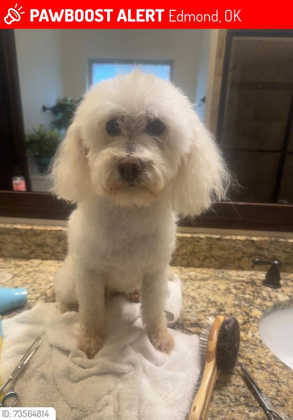 Lost Male Dog last seen Near Havenbrook road Edmond ok eeuu, Edmond, OK 73012