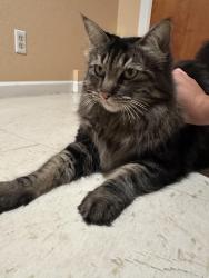 Found/Stray Unknown Cat last seen McAllister St & Parker Ave, San Francisco, CA 94118