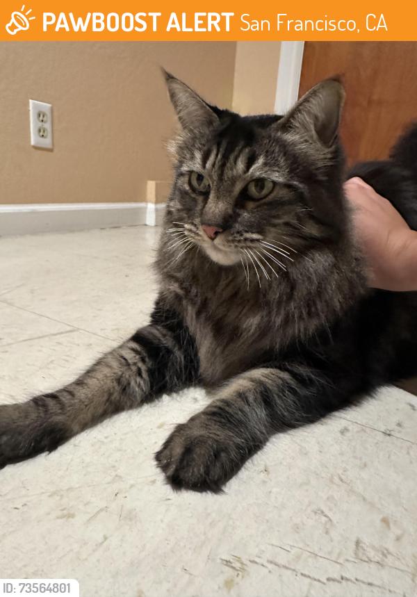 Found/Stray Unknown Cat last seen McAllister St & Parker Ave, San Francisco, CA 94118