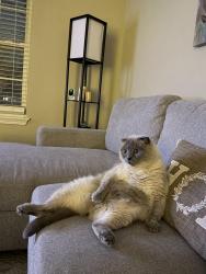 Reunited Male Cat last seen GymQuest, Plainfield, IL 60544