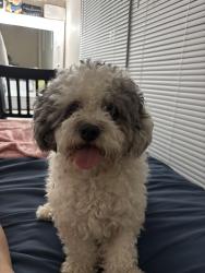 Lost Male Dog last seen Near lake june rd dallas tx 75217, Dallas, TX 75217