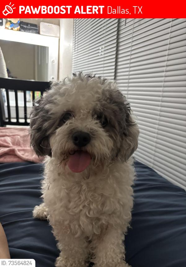 Lost Male Dog last seen Near lake june rd dallas tx 75217, Dallas, TX 75217