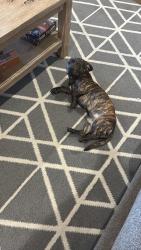 Lost Male Dog last seen Near Havenbrook road Edmond ok city, Edmond, OK 73012