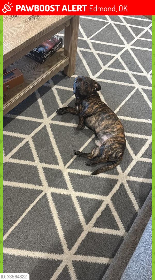 Lost Male Dog last seen Near Havenbrook road Edmond ok city, Edmond, OK 73012