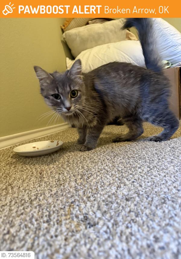 Found/Stray Female Cat last seen Near East 48th Street South, Broken Arrow, OK, USA, Broken Arrow, OK 74014