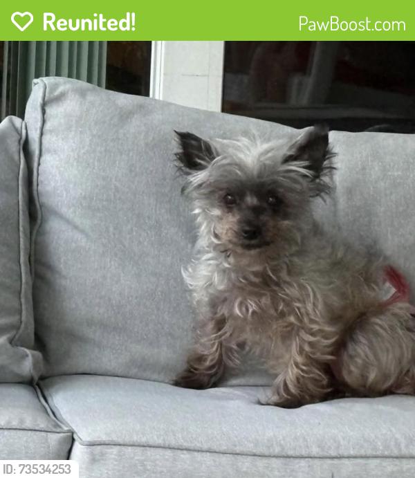 Reunited Female Dog last seen Greenwood st and weeping willow st, Brooksville, FL 34613