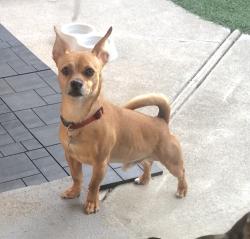 Reunited Male Dog last seen Darwin drive, Fremont, CA 94555