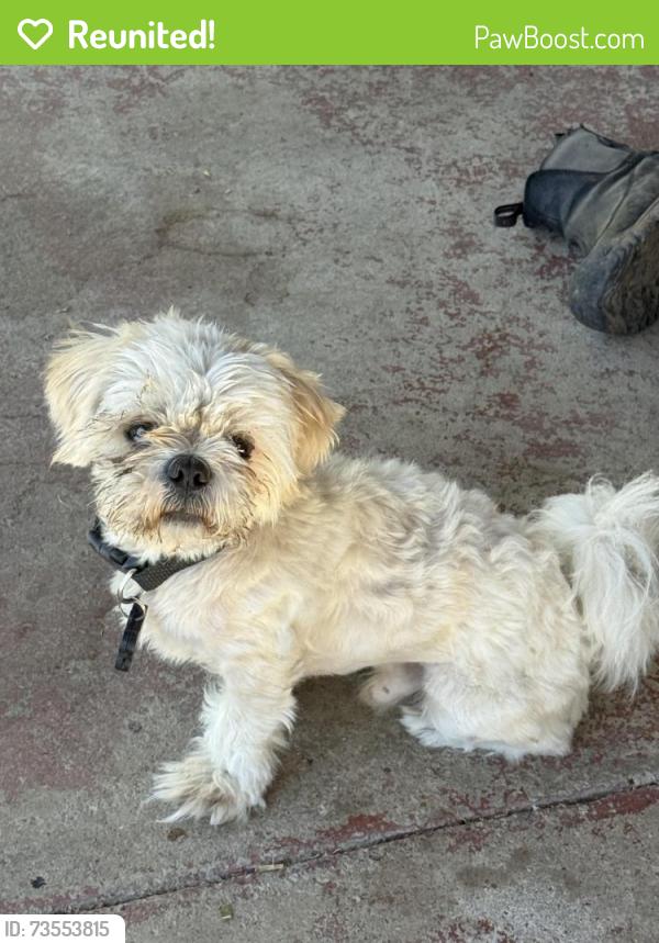 Reunited Male Dog last seen Maple and shields area, Fresno, CA 93726