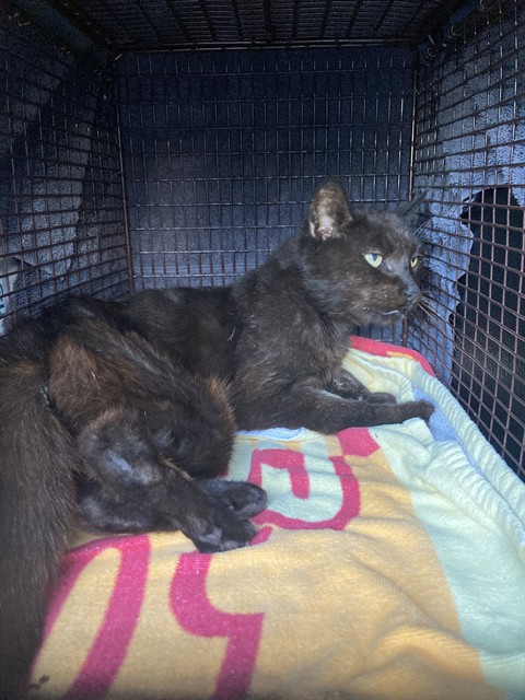 Shelter Stray Female Cat last seen Near BLK GOLDEN AVE, LONG BEACH, CA, 90806, 7700 E Spring St, Long Beach, CA 90815, USA