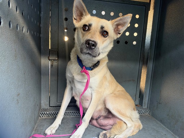 Shelter Stray Female Dog last seen , 11258 Garfield Ave, Downey, CA 90242, USA