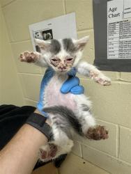 Shelter Stray Female Cat last seen BROADWAY & STOCKTON BLVD, 2127 Front St, Sacramento, CA 95818, USA