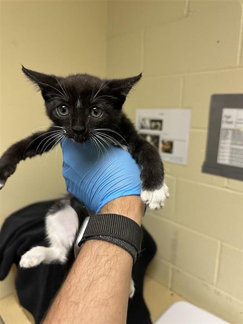 Shelter Stray Female Cat last seen WILSON AVE & AMERICAN AVE, 2127 Front St, Sacramento, CA 95818, USA