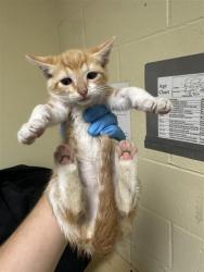 Shelter Stray Male Cat last seen WILSON AVE & AMERICAN AVE, 2127 Front St, Sacramento, CA 95818, USA