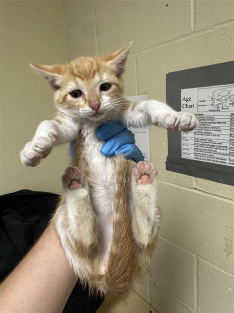 Shelter Stray Male Cat last seen WILSON AVE & AMERICAN AVE, 2127 Front St, Sacramento, CA 95818, USA