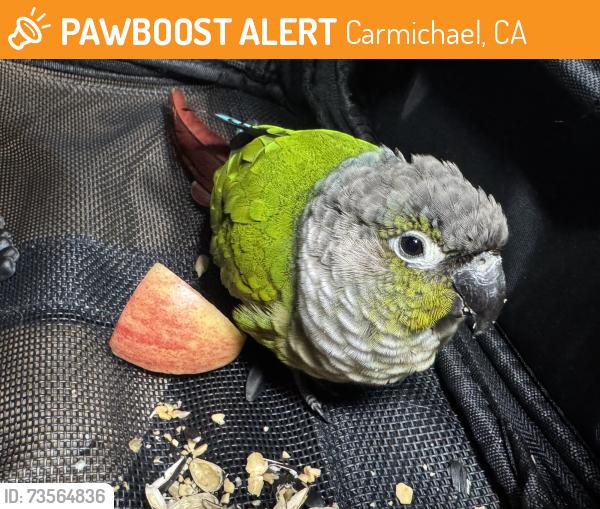 Found/Stray Unknown Bird last seen Marconi ave, Carmichael, CA 95609