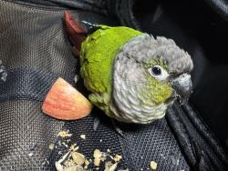 Found/Stray Unknown Bird last seen Marconi ave, Carmichael, CA 95609