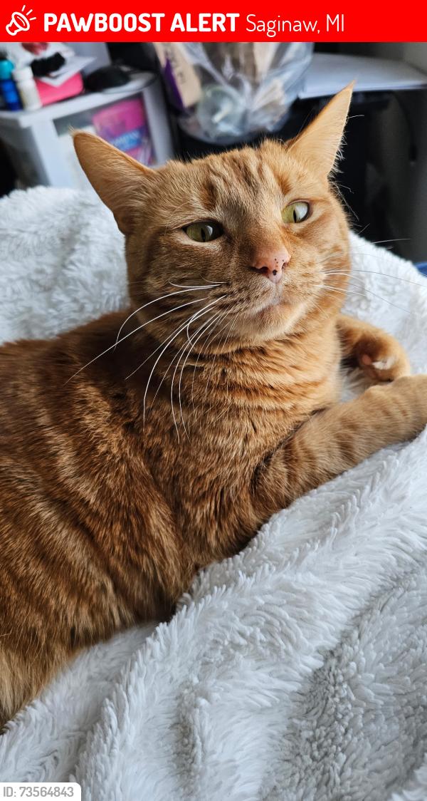 Lost Female Cat last seen S 17TH ST and Hammel, Saginaw, MI 48601