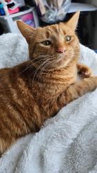 Lost Female Cat last seen S 17TH ST and Hammel, Saginaw, MI 48601