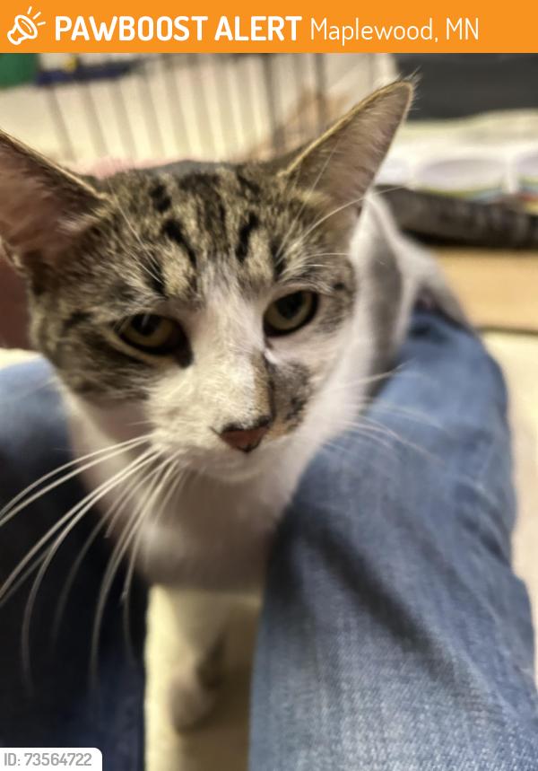Found/Stray Unknown Cat last seen Downs Avenue, Jackson Street, Adolphus Street, Saint Paul, MN 55117