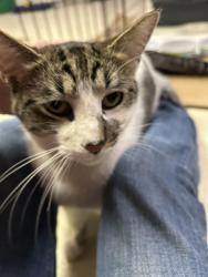 Found/Stray Unknown Cat last seen Downs Avenue, Jackson Street, Adolphus Street, Saint Paul, MN 55117