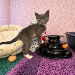 Shelter Stray Female Cat last seen Gobbler Ct, Floral City, FL, 4030 S Airport Rd, Inverness, FL 34450, USA