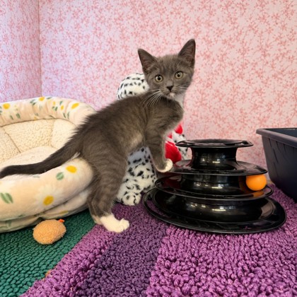 Shelter Stray Female Cat last seen Gobbler Ct, Floral City, FL, 4030 S Airport Rd, Inverness, FL 34450, USA