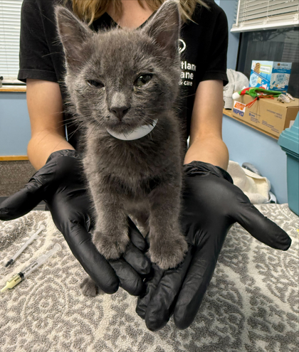 Shelter Stray Female Cat last seen Twin Oaks Circle, Benton County, OR, 398 SW Twin Oaks Cir, Corvallis, OR 97333, USA