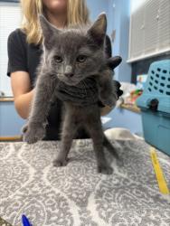 Shelter Stray Male Cat last seen Twin Oaks Circle, Benton County, OR, 398 SW Twin Oaks Cir, Corvallis, OR 97333, USA