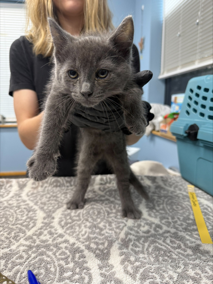 Shelter Stray Male Cat last seen Twin Oaks Circle, Benton County, OR, 398 SW Twin Oaks Cir, Corvallis, OR 97333, USA
