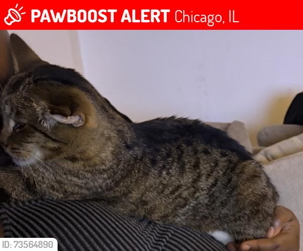 Lost Female Cat last seen Near W Congress Pkwy Chicago, IL 60644 United States, Chicago, IL 60644
