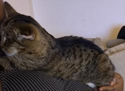 Lost Female Cat last seen Near W Congress Pkwy Chicago, IL 60644 United States, Chicago, IL 60644
