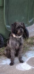 Found/Stray Male Dog last seen Near Cravens Park dr. and Silo rd., Arlington, TX 76018
