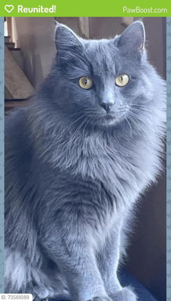 Reunited Female Cat last seen Castle rd, Bristol, CT 06010