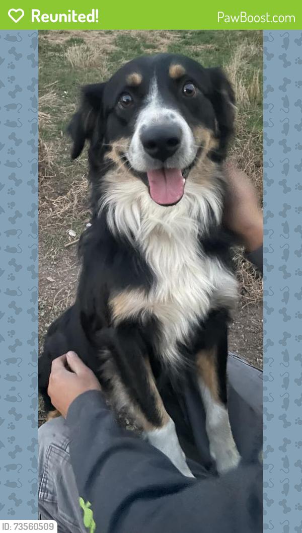 Reunited Male Dog last seen Near S 47th Ave and Ahtanum, Yakima County, WA 98903