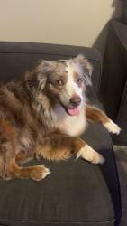 Lost Male Dog last seen Neighborhood behind la michoacana, San Antonio, TX 78217