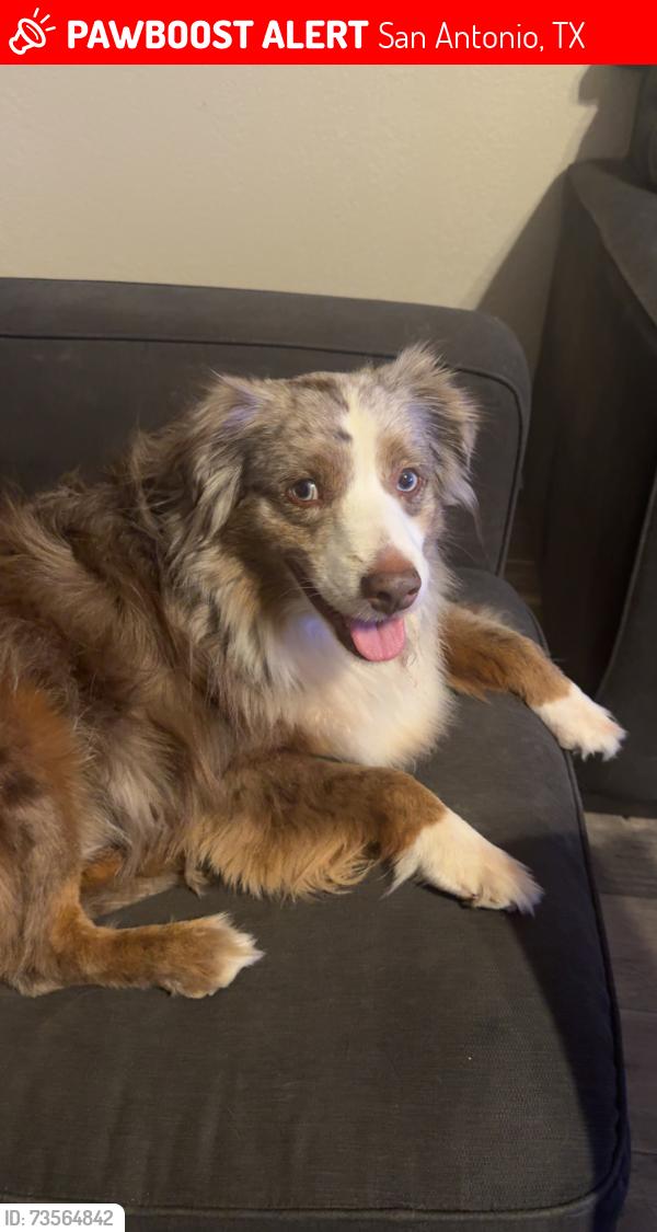 Lost Male Dog last seen Neighborhood behind la michoacana, San Antonio, TX 78217