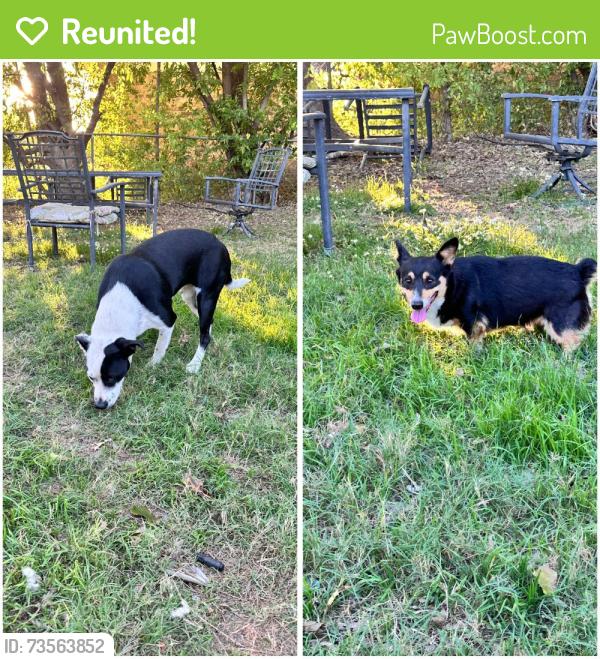 Reunited Female Dog last seen Near Hillside Ct Burleson Tx, Burleson, TX 76028