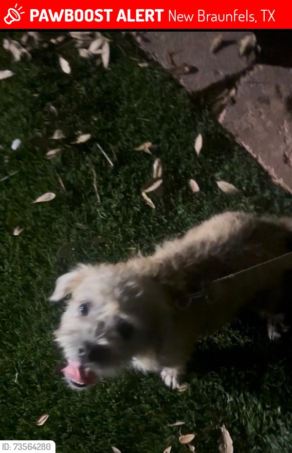 Lost Male Dog last seen Near Parkdale Dr, New Braunfels, TX 78130, New Braunfels, TX 78130