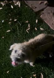 Lost Male Dog last seen Near Parkdale Dr, New Braunfels, TX 78130, New Braunfels, TX 78130