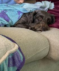 Reunited Male Dog last seen Clear creek, near Mohawk military gate, Killeen, TX 76549