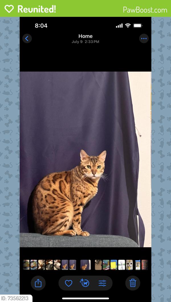 Reunited Male Cat last seen Dutch Bros El Monte, Dinuba, CA 93618
