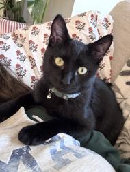 Reunited Male Cat last seen Lein Rd and Cityview, Madison, WI 53704