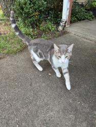 Found/Stray Male Cat last seen Fruitridge and Vandenberg, Sacramento, CA 95820