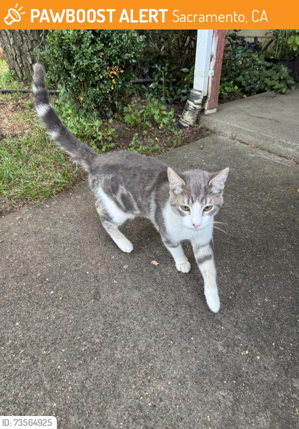 Found/Stray Male Cat last seen Fruitridge and Vandenberg, Sacramento, CA 95820