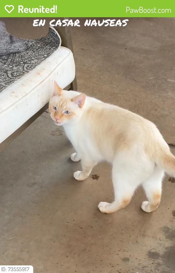 Reunited Male Cat last seen Bellamy Ln, Murfreesboro, TN 37128
