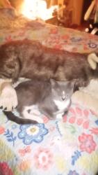 Lost Male Cat last seen Evergreen ave/oleander, Goldsboro, NC 27530