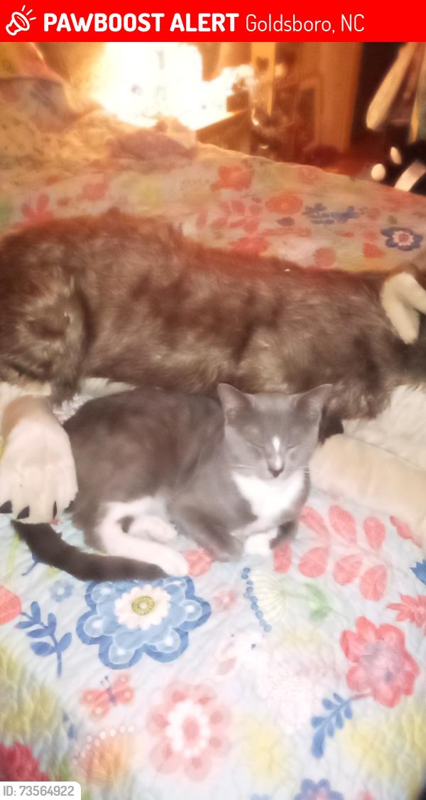 Lost Male Cat last seen Evergreen ave/oleander, Goldsboro, NC 27530