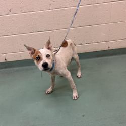 Shelter Stray Male Dog last seen , 2350 Appling City Cove, Memphis, TN 38133, USA