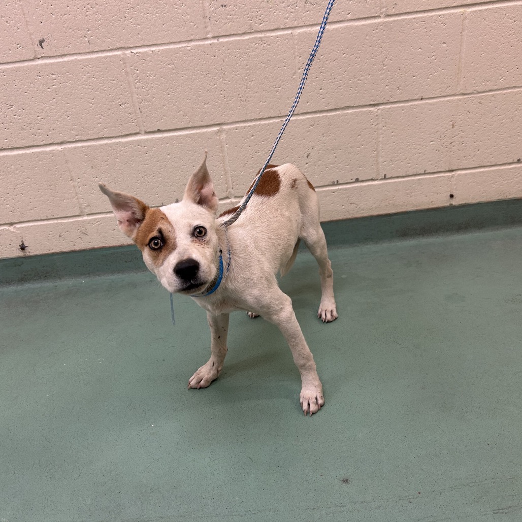 Shelter Stray Male Dog last seen , 2350 Appling City Cove, Memphis, TN 38133, USA